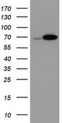 Invitrogen DDX59 Monoclonal Antibody (OTI1F11) 100 &mu;L; Unconjugated:Antibodies,