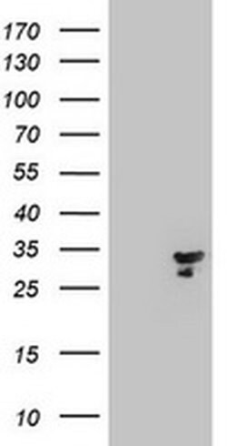 Invitrogen MTIF3 Monoclonal Antibody (OTI1E8) 100 &mu;L; Unconjugated:Anticuerpos