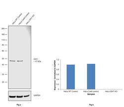Invitrogen IDH1 Monoclonal Antibody (OTI24A2) 100 &mu;L; Unconjugated:Antibodies,