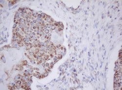 Invitrogen MTIF3 Monoclonal Antibody (OTI1D6) 100 &mu;L; Unconjugated:Antibodies,