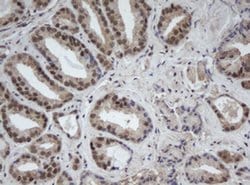Invitrogen Cullin 4B Monoclonal Antibody (OTI1C4) 100 &mu;L; Unconjugated:Antibodies,
