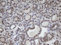 Invitrogen Cullin 4B Monoclonal Antibody (OTI1C4) 100 &mu;L; Unconjugated:Antibodies,