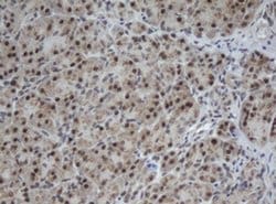 Invitrogen Cullin 4B Monoclonal Antibody (OTI1C4) 100 &mu;L; Unconjugated:Antibodies,