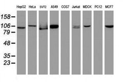 Invitrogen Cullin 4B Monoclonal Antibody (OTI1C4) 100 &mu;L; Unconjugated:Antibodies,