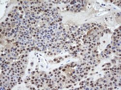 Invitrogen WDR74 Monoclonal Antibody (OTI4B2) 100 &mu;L; Unconjugated:Antibodies,