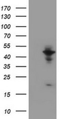 Invitrogen WDR74 Monoclonal Antibody (OTI4B2) 100 &mu;L; Unconjugated:Antibodies,