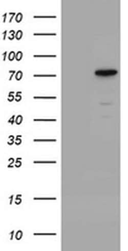 Invitrogen CCDC93 Monoclonal Antibody (OTI2G5) 100 &mu;L; Unconjugated:Antibodies,