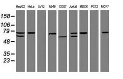 Invitrogen CCDC93 Monoclonal Antibody (OTI2G5) 100 &mu;L; Unconjugated:Antibodies,