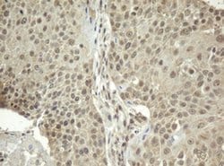 Invitrogen ZFAND5 Monoclonal Antibody (OTI9F2) 100 &mu;L | Buy Online | Invitrogen&trade; | Fisher Scientific