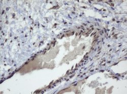 Invitrogen ZSCAN4 Monoclonal Antibody (OTI1A6) 100 &mu;L; Unconjugated:Antibodies,