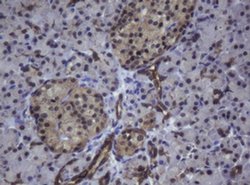 Invitrogen ZSCAN4 Monoclonal Antibody (OTI1A6) 100 &mu;L; Unconjugated:Antibodies,