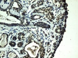 Invitrogen PRR11 Monoclonal Antibody (OTI1C1) 100 &mu;L; Unconjugated:Antibodies,