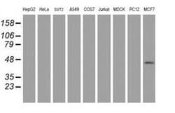 Invitrogen PRR11 Monoclonal Antibody (OTI1C1) 100 &mu;L; Unconjugated:Antibodies,