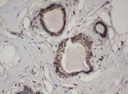 Invitrogen HBS1L Monoclonal Antibody (OTI1C1) 100 &mu;L; Unconjugated:Antibodies,
