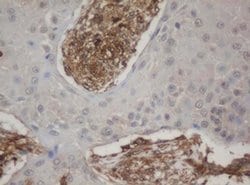 Invitrogen HBS1L Monoclonal Antibody (OTI1C1) 100 &mu;L; Unconjugated:Antibodies,