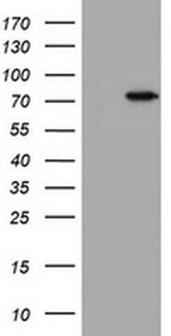 Invitrogen HBS1L Monoclonal Antibody (OTI1C1) 100 &mu;L; Unconjugated:Antibodies,