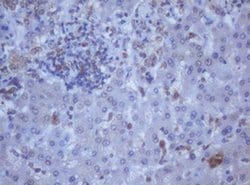 Invitrogen DDX59 Monoclonal Antibody (OTI2G1) 100 &mu;L; Unconjugated:Antibodies,