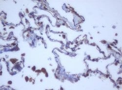 Invitrogen DDX59 Monoclonal Antibody (OTI2G1) 100 &mu;L; Unconjugated:Antibodies,