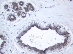 Invitrogen PPT1 Monoclonal Antibody (OTI1F10) 100 &mu;L; Unconjugated:Antibodies,