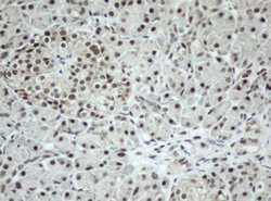 Invitrogen SF3A1 Monoclonal Antibody (OTI3F4) 100 &mu;L; Unconjugated:Antibodies,