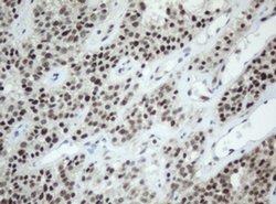 Invitrogen SF3A1 Monoclonal Antibody (OTI3F4) 100 &mu;L; Unconjugated:Antibodies,