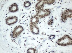 Invitrogen SF3A1 Monoclonal Antibody (OTI3F4) 100 &mu;L; Unconjugated:Antibodies,