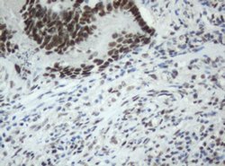 Invitrogen SF3A1 Monoclonal Antibody (OTI3F4) 100 &mu;L; Unconjugated:Antibodies,