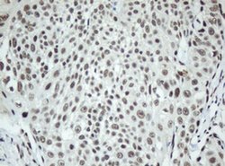 Invitrogen SF3A1 Monoclonal Antibody (OTI3F4) 100 &mu;L; Unconjugated:Antibodies,
