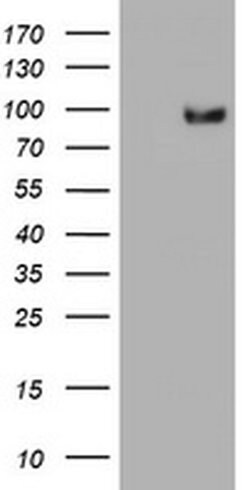 Invitrogen SF3A1 Monoclonal Antibody (OTI3F4) 100 &mu;L; Unconjugated:Antibodies,