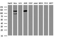 Invitrogen SF3A1 Monoclonal Antibody (OTI3F4) 100 &mu;L; Unconjugated:Antibodies,