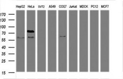 Invitrogen TRIF Monoclonal Antibody (OTI1G7) 100 &mu;L; Unconjugated:Antibodies,