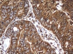 Invitrogen SERBP1 Monoclonal Antibody (OTI2F6) 100 &mu;L; Unconjugated:Antibodies,