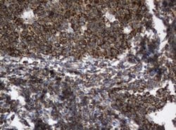 Invitrogen SERBP1 Monoclonal Antibody (OTI2F6) 100 &mu;L; Unconjugated:Antibodies,