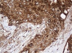 Invitrogen SERBP1 Monoclonal Antibody (OTI2F6) 100 &mu;L; Unconjugated:Antibodies,