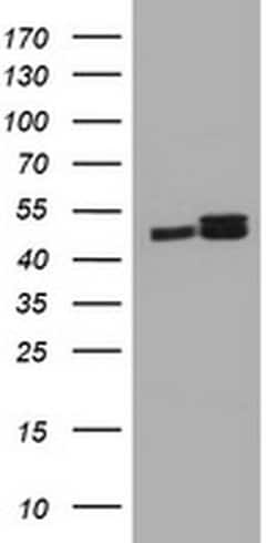 Invitrogen SERBP1 Monoclonal Antibody (OTI2F6) 100 &mu;L; Unconjugated:Antibodies,