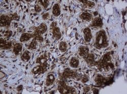 Invitrogen SERBP1 Monoclonal Antibody (OTI2E11) 100 &mu;L; Unconjugated:Antibodies,