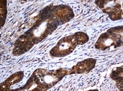 Invitrogen SERBP1 Monoclonal Antibody (OTI2E11) 100 &mu;L; Unconjugated:Antibodies,