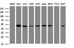 Invitrogen SERBP1 Monoclonal Antibody (OTI2E11) 100 &mu;L; Unconjugated:Antibodies,