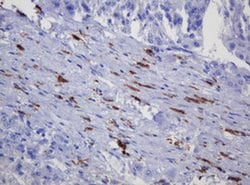 Invitrogen SOAT2 Monoclonal Antibody (OTI2E12) 100 &mu;L; Unconjugated:Antibodies,