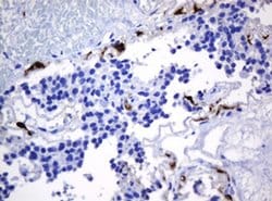 Invitrogen HOXD10 Monoclonal Antibody (OTI1D11) 100 &mu;L; Unconjugated:Antibodies,