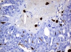 Invitrogen HOXD10 Monoclonal Antibody (OTI1D11) 100 &mu;L; Unconjugated:Antibodies,