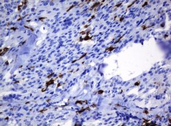 Invitrogen HOXD10 Monoclonal Antibody (OTI1D11) 100 &mu;L; Unconjugated:Antibodies,