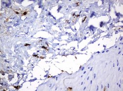 Invitrogen HOXD10 Monoclonal Antibody (OTI1D11) 100 &mu;L; Unconjugated:Antibodies,