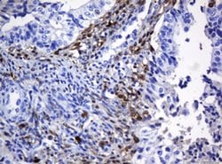 Invitrogen HOXD10 Monoclonal Antibody (OTI1D11) 100 &mu;L; Unconjugated:Antibodies,