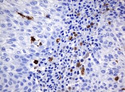 Invitrogen HOXD10 Monoclonal Antibody (OTI1D11) 100 &mu;L; Unconjugated:Antibodies,