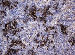 Invitrogen MAGEA3 Monoclonal Antibody (OTI1G9) 100 &mu;L; Unconjugated:Antibodies,