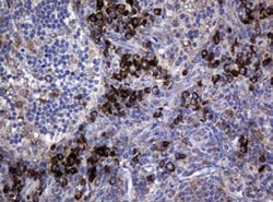 Invitrogen MAGEA3 Monoclonal Antibody (OTI1G9) 100 &mu;L; Unconjugated:Antibodies,