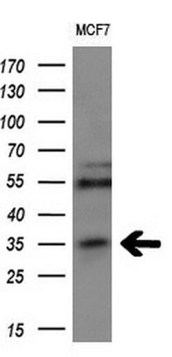 Invitrogen MAGEA3 Monoclonal Antibody (OTI1G9) 100 &mu;L; Unconjugated:Antibodies,