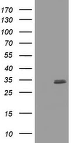 Invitrogen CUEDC2 Monoclonal Antibody (OTI2H6) 100 &mu;L; Unconjugated:Antibodies,