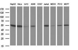 Invitrogen CUEDC2 Monoclonal Antibody (OTI2H6) 100 &mu;L; Unconjugated:Antibodies,